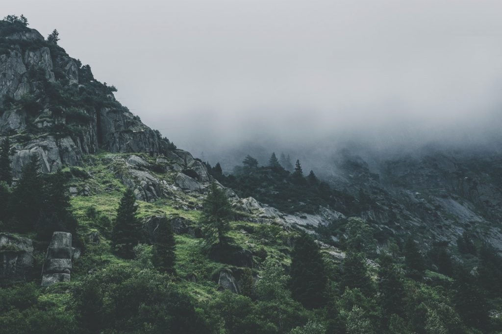 Green Leafed Trees During Fog Time 167684 1024x682 1