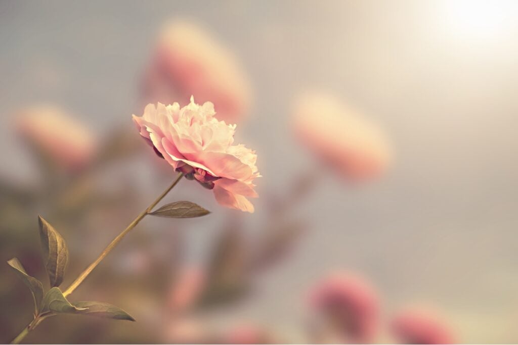 article les plantes qui nous d'amour